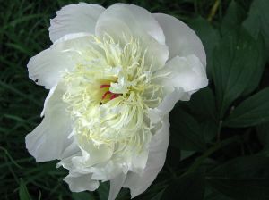 white peony12.jpg